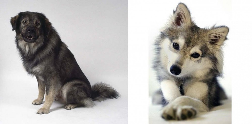 Miniature Siberian Husky vs Istrian Sheepdog - Breed Comparison