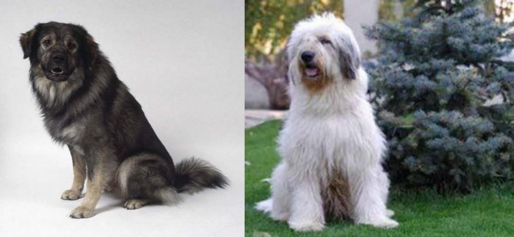 Mioritic Sheepdog vs Istrian Sheepdog - Breed Comparison
