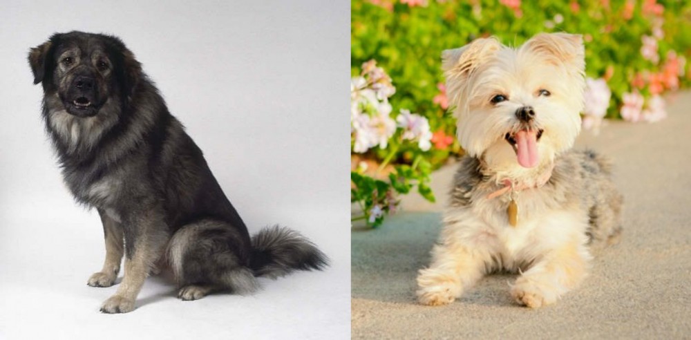 Morkie vs Istrian Sheepdog - Breed Comparison