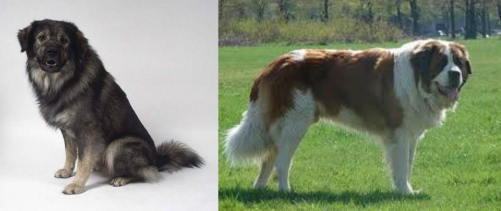 Moscow Watchdog vs Istrian Sheepdog - Breed Comparison
