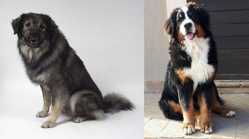 Mountain Burmese vs Istrian Sheepdog - Breed Comparison