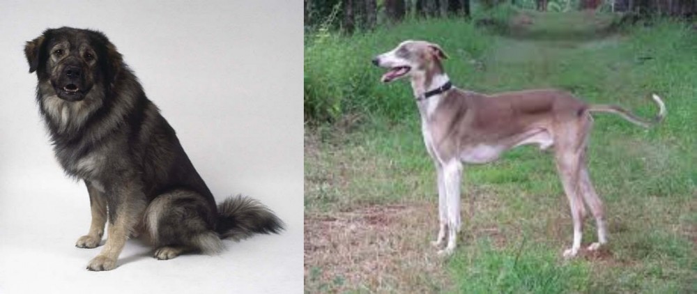 Mudhol Hound vs Istrian Sheepdog - Breed Comparison