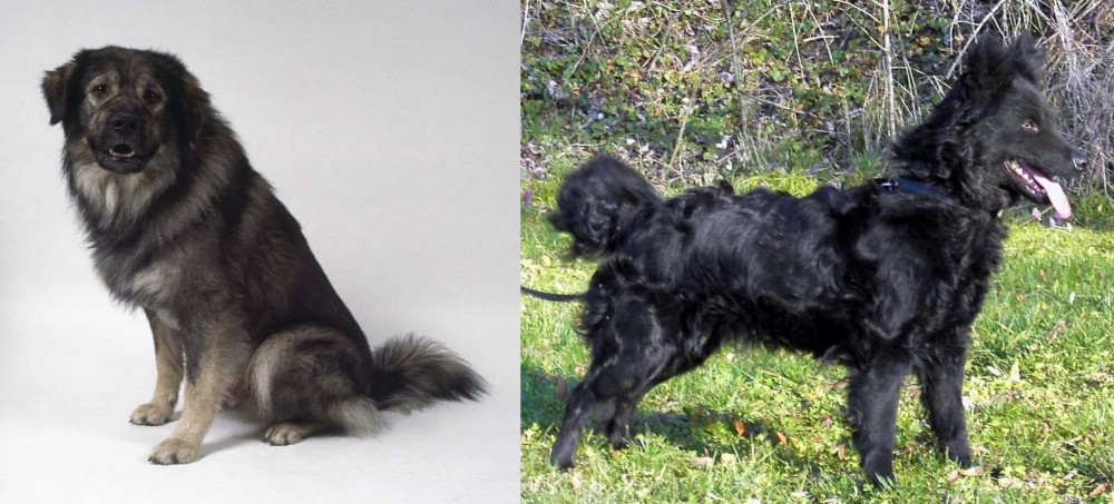 Mudi vs Istrian Sheepdog - Breed Comparison