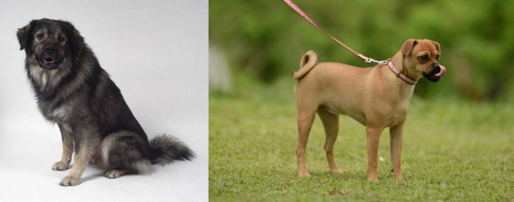 Muggin vs Istrian Sheepdog - Breed Comparison
