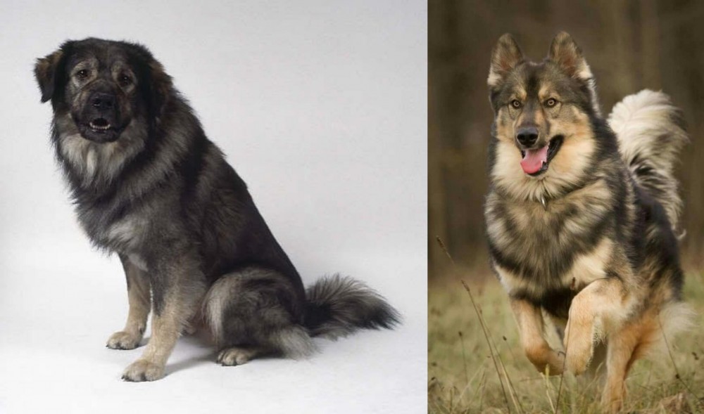 Native American Indian Dog vs Istrian Sheepdog - Breed Comparison