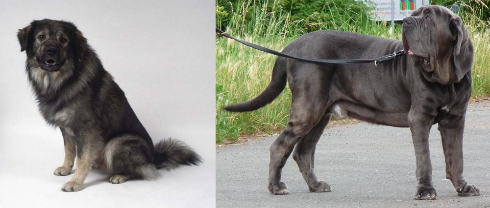 Neapolitan Mastiff vs Istrian Sheepdog - Breed Comparison