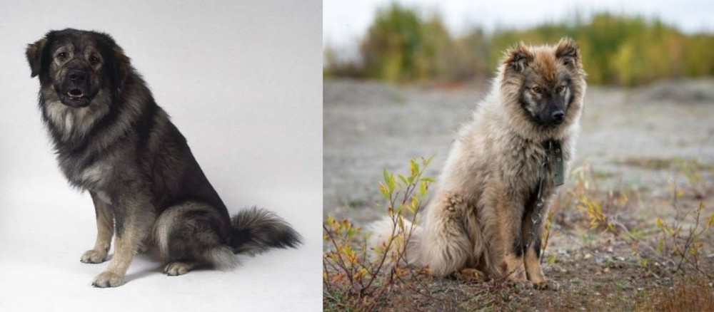 Nenets Herding Laika vs Istrian Sheepdog - Breed Comparison