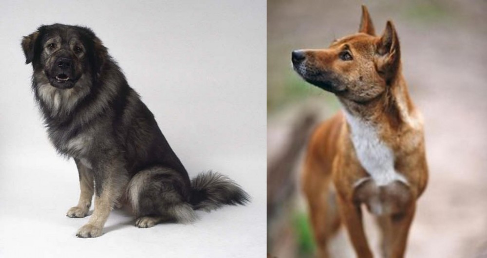 New Guinea Singing Dog vs Istrian Sheepdog - Breed Comparison