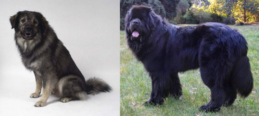 Newfoundland Dog vs Istrian Sheepdog - Breed Comparison