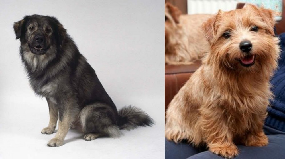Norfolk Terrier vs Istrian Sheepdog - Breed Comparison