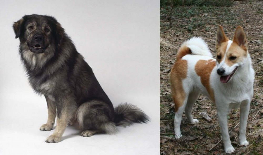 Norrbottenspets vs Istrian Sheepdog - Breed Comparison