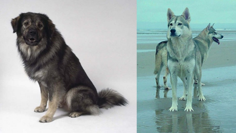 Northern Inuit Dog vs Istrian Sheepdog - Breed Comparison