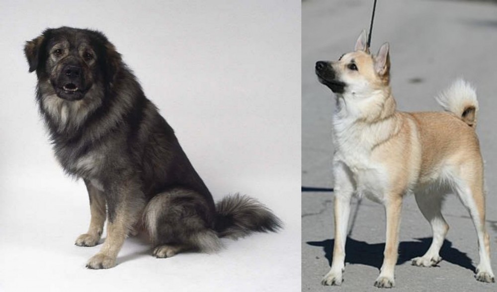 Norwegian Buhund vs Istrian Sheepdog - Breed Comparison