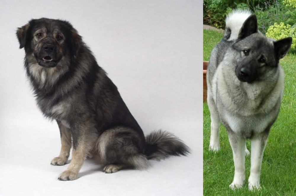 Norwegian Elkhound vs Istrian Sheepdog - Breed Comparison