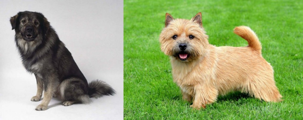 Norwich Terrier vs Istrian Sheepdog - Breed Comparison