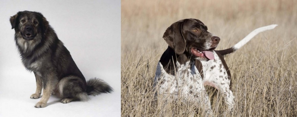Old Danish Pointer vs Istrian Sheepdog - Breed Comparison