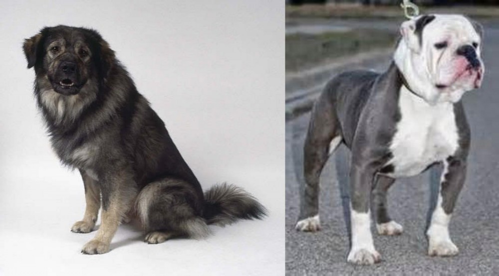 Old English Bulldog vs Istrian Sheepdog - Breed Comparison