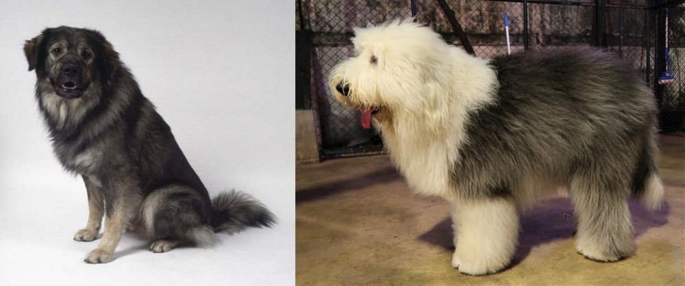 Old English Sheepdog vs Istrian Sheepdog - Breed Comparison