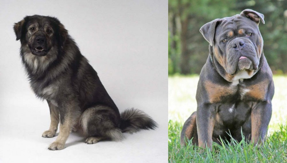 Olde English Bulldogge vs Istrian Sheepdog - Breed Comparison