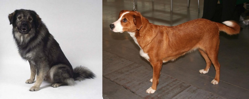 Osterreichischer Kurzhaariger Pinscher vs Istrian Sheepdog - Breed Comparison