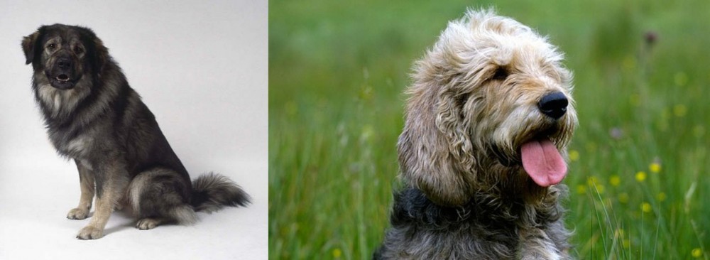 Otterhound vs Istrian Sheepdog - Breed Comparison
