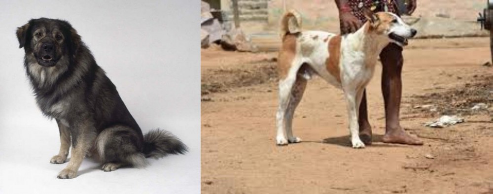 Pandikona vs Istrian Sheepdog - Breed Comparison