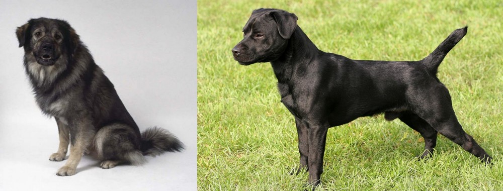 Patterdale Terrier vs Istrian Sheepdog - Breed Comparison
