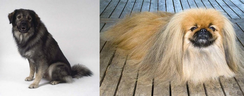 Pekingese vs Istrian Sheepdog - Breed Comparison