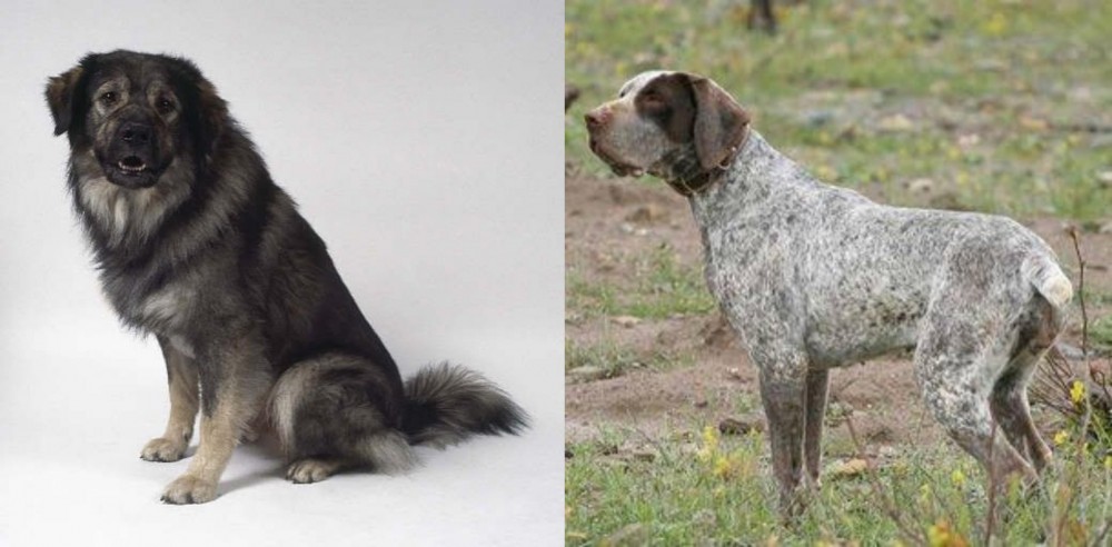 Perdiguero de Burgos vs Istrian Sheepdog - Breed Comparison