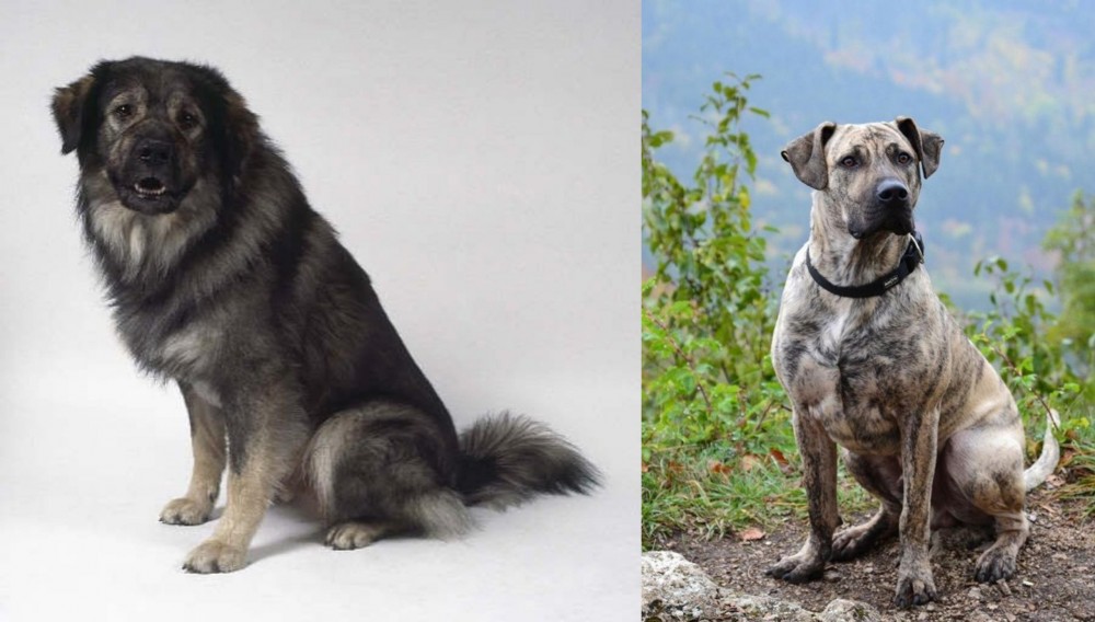 Perro Cimarron vs Istrian Sheepdog - Breed Comparison