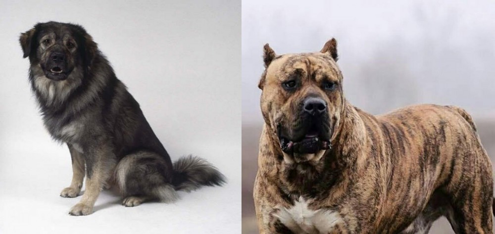 Perro de Presa Canario vs Istrian Sheepdog - Breed Comparison