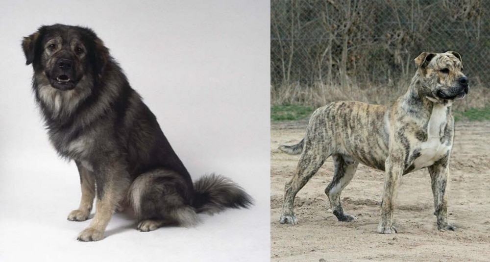 Perro de Presa Mallorquin vs Istrian Sheepdog - Breed Comparison