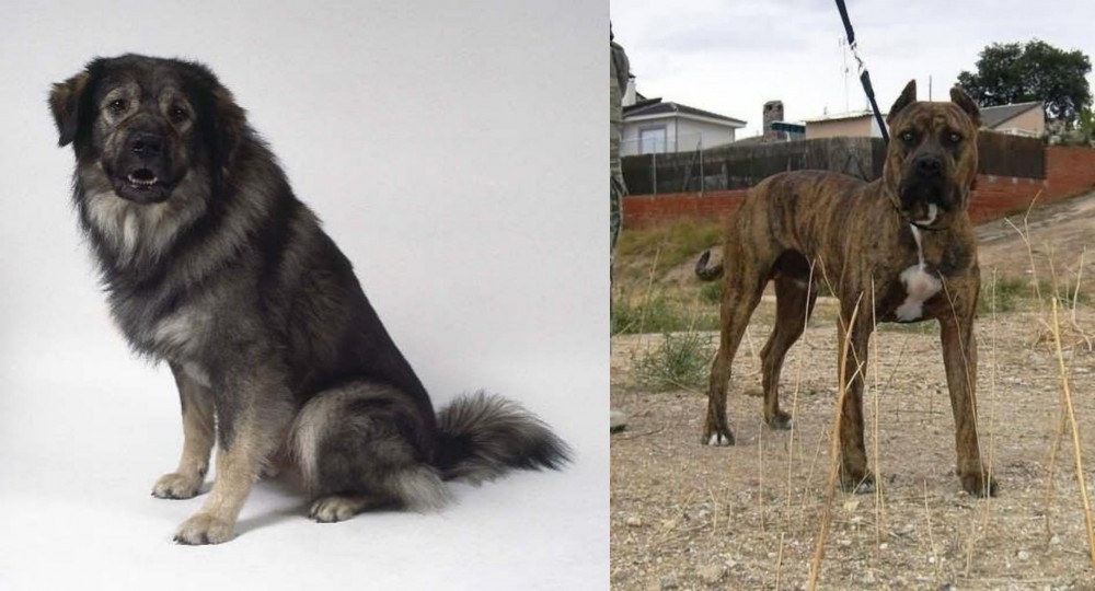 Perro de Toro vs Istrian Sheepdog - Breed Comparison