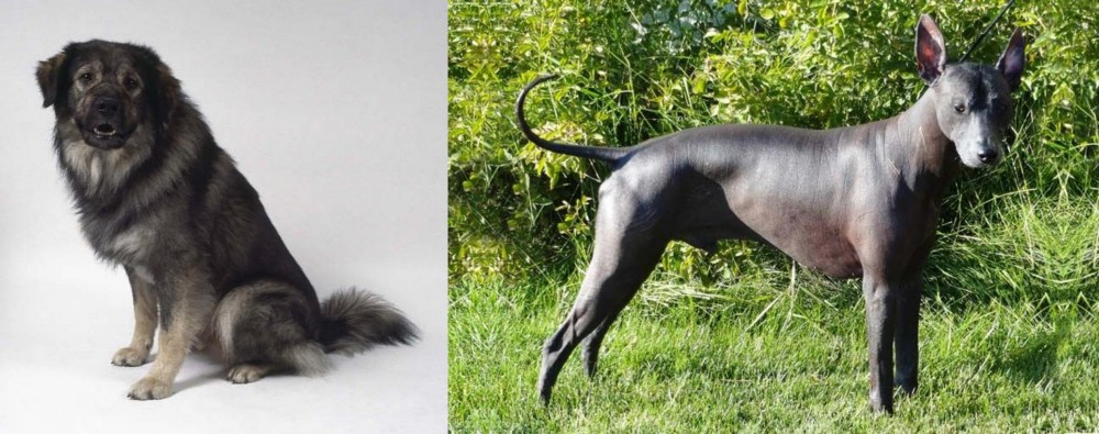 Peruvian Hairless vs Istrian Sheepdog - Breed Comparison