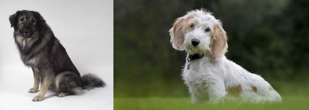 Petit Basset Griffon Vendeen vs Istrian Sheepdog - Breed Comparison