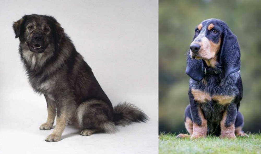Petit Bleu de Gascogne vs Istrian Sheepdog - Breed Comparison