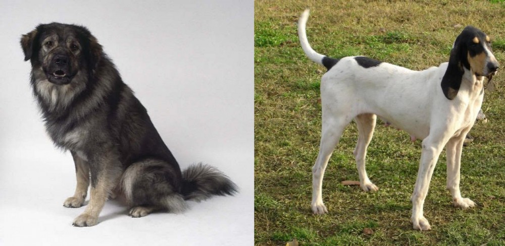 Petit Gascon Saintongeois vs Istrian Sheepdog - Breed Comparison