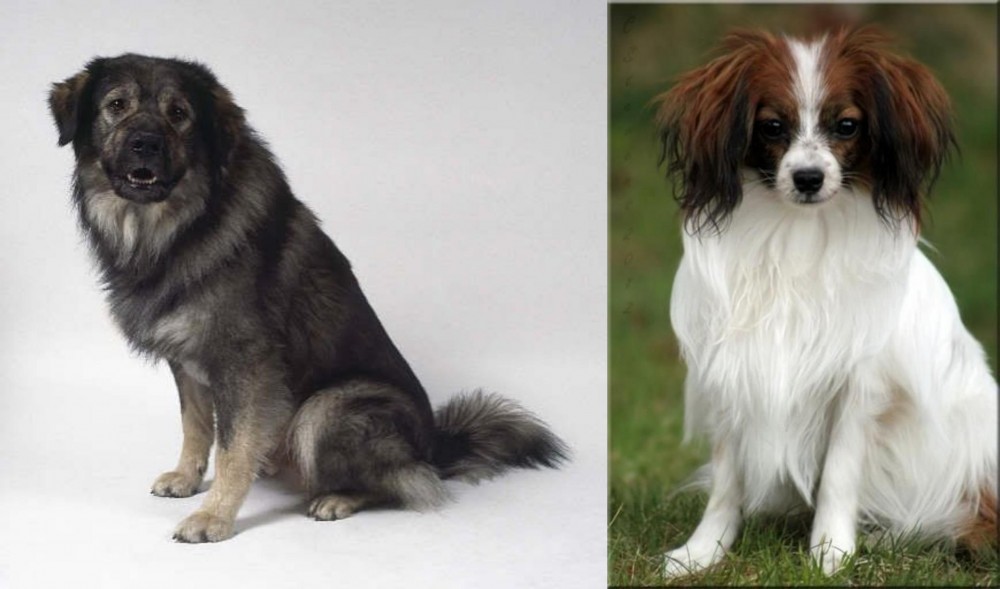 Phalene vs Istrian Sheepdog - Breed Comparison