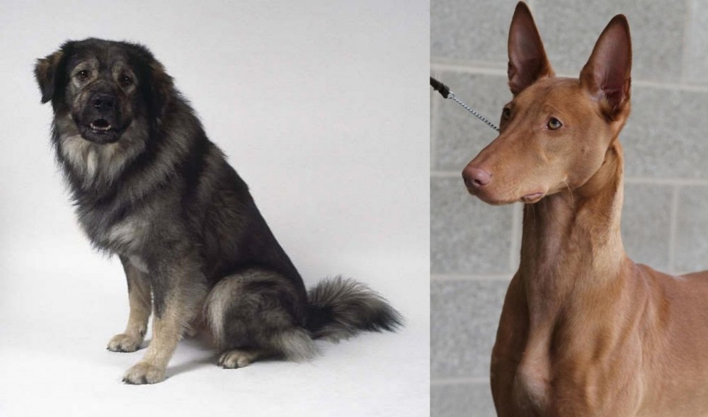 Pharaoh Hound vs Istrian Sheepdog - Breed Comparison