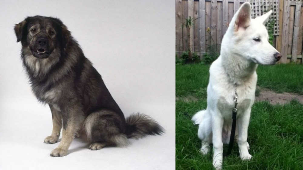 Phung San vs Istrian Sheepdog - Breed Comparison