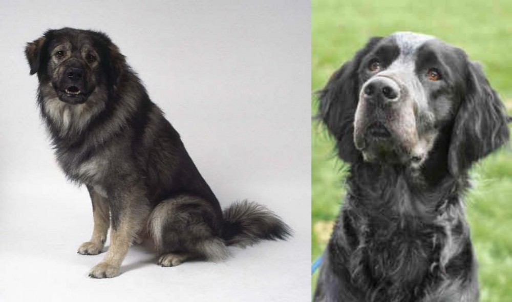 Picardy Spaniel vs Istrian Sheepdog - Breed Comparison