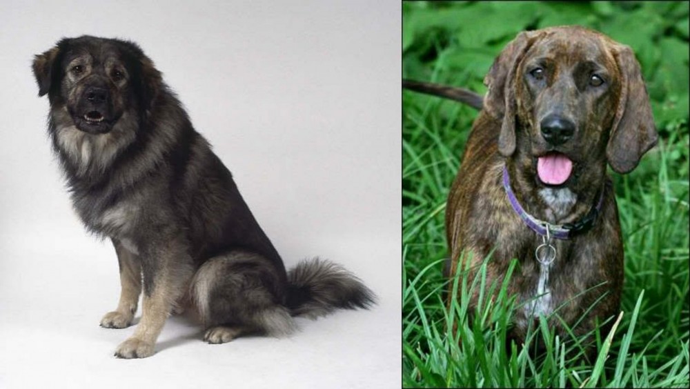Plott Hound vs Istrian Sheepdog - Breed Comparison