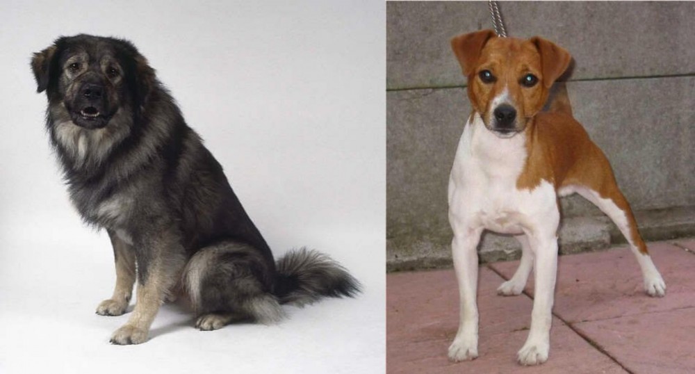Plummer Terrier vs Istrian Sheepdog - Breed Comparison