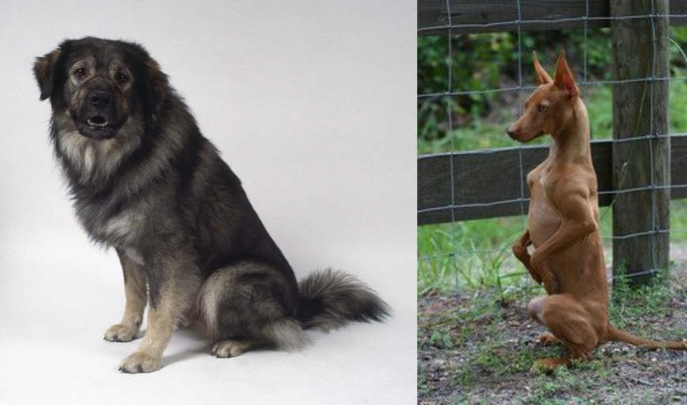 Podenco Andaluz vs Istrian Sheepdog - Breed Comparison