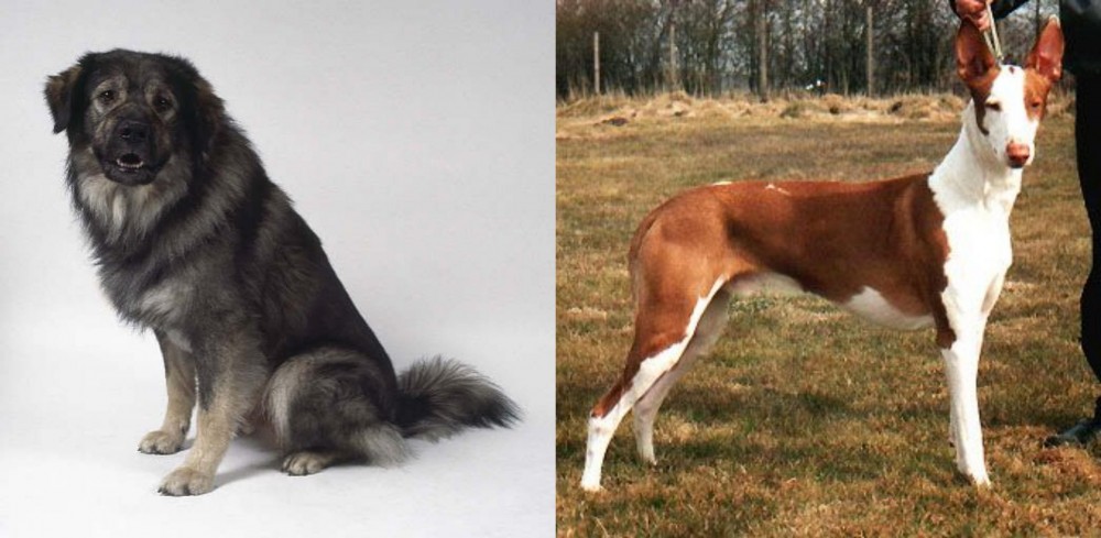 Podenco Canario vs Istrian Sheepdog - Breed Comparison