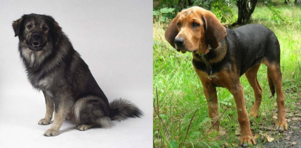 Polish Hound vs Istrian Sheepdog - Breed Comparison