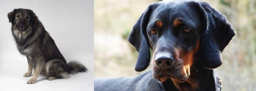 Polish Hunting Dog vs Istrian Sheepdog - Breed Comparison