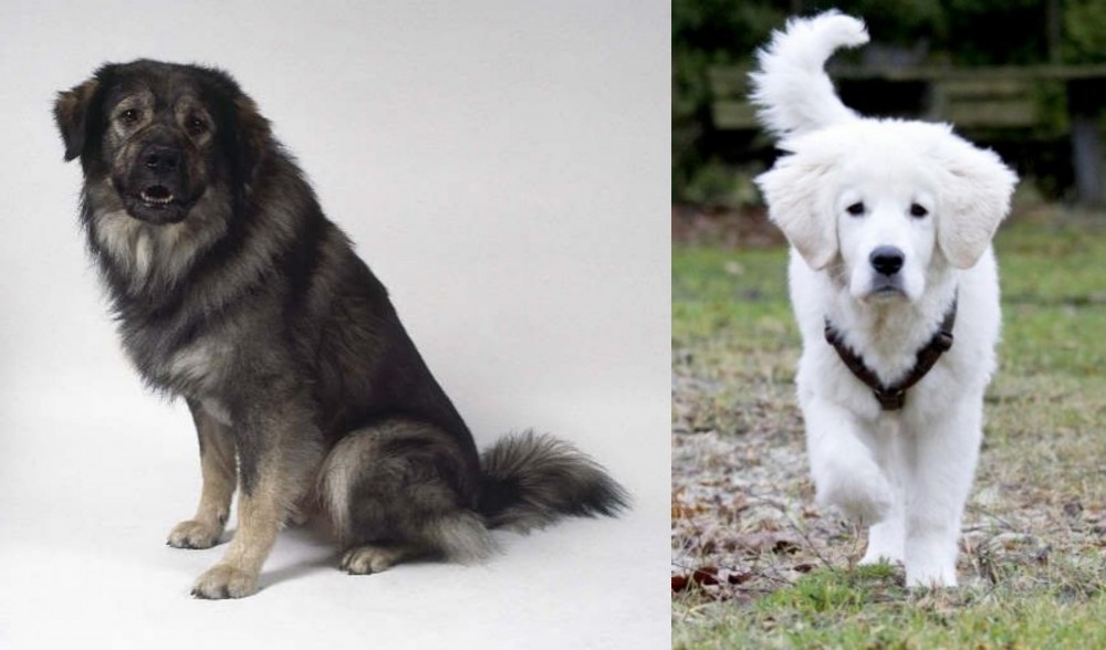 Polish Tatra Sheepdog vs Istrian Sheepdog - Breed Comparison