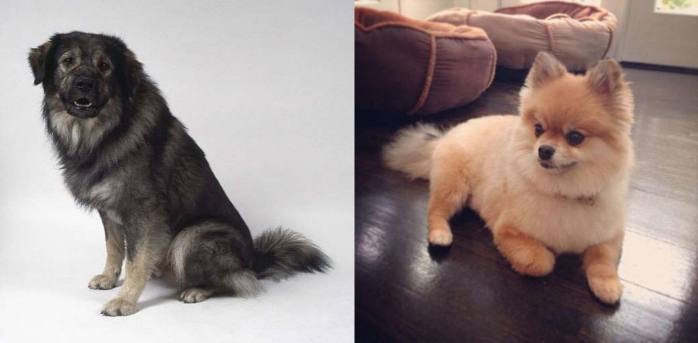 Pomeranian vs Istrian Sheepdog - Breed Comparison
