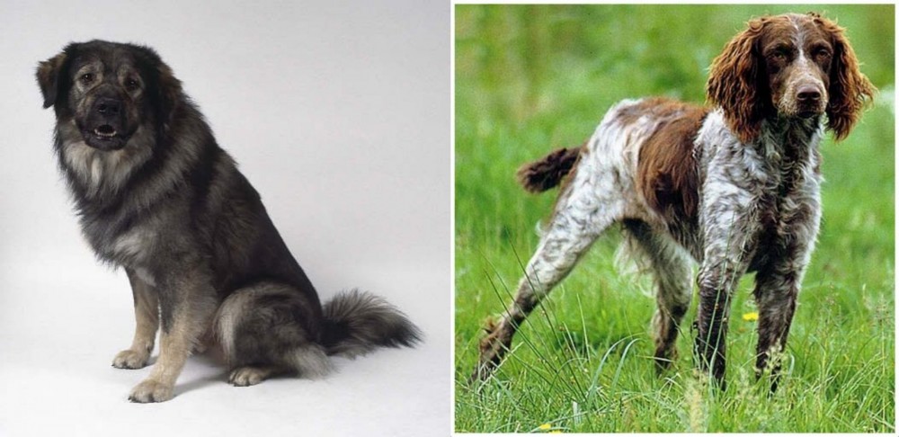 Pont-Audemer Spaniel vs Istrian Sheepdog - Breed Comparison